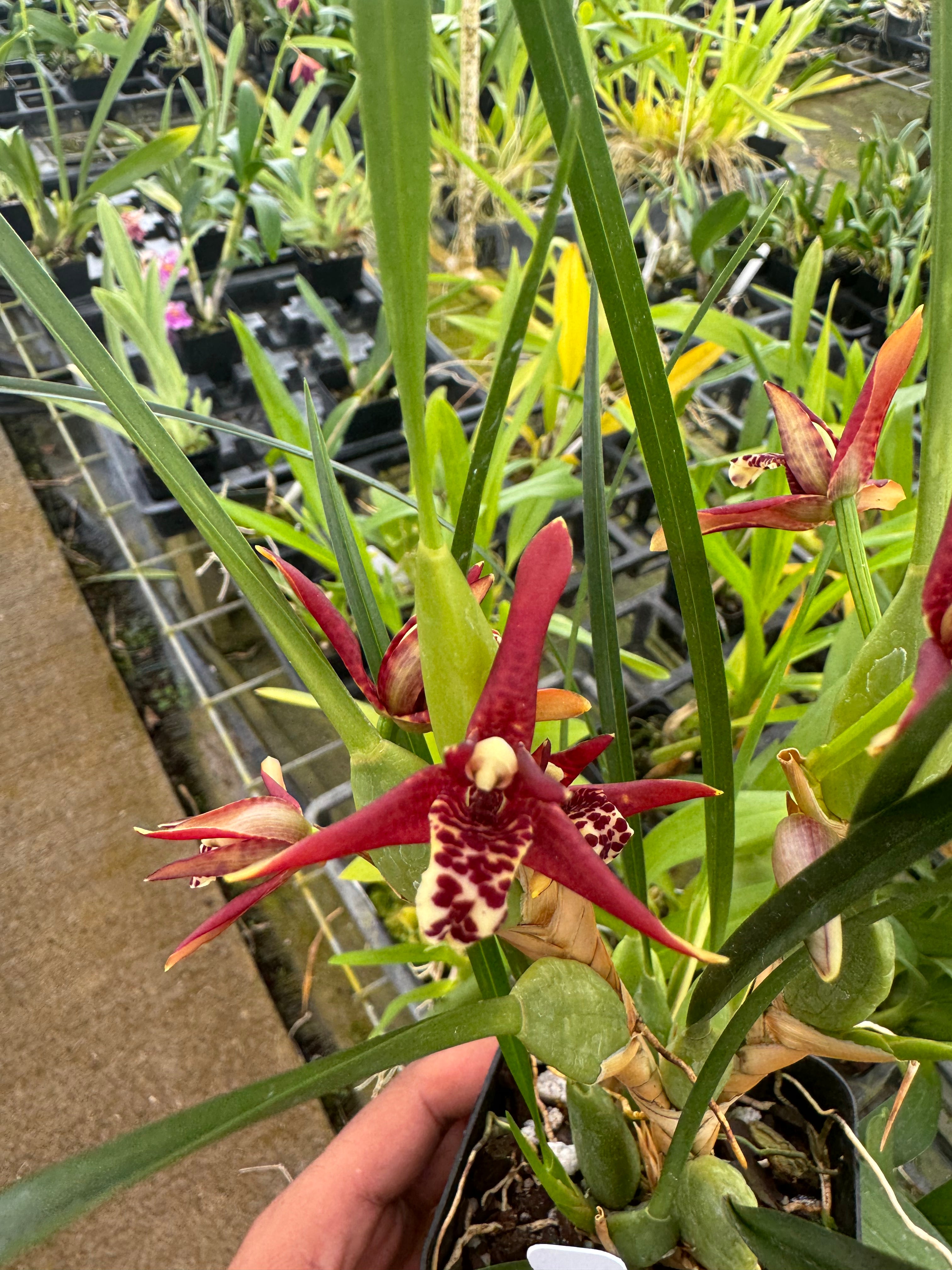 Maxillaria tenuifolia Orchids Fragrant plants  Aloha Hawaii Orchids