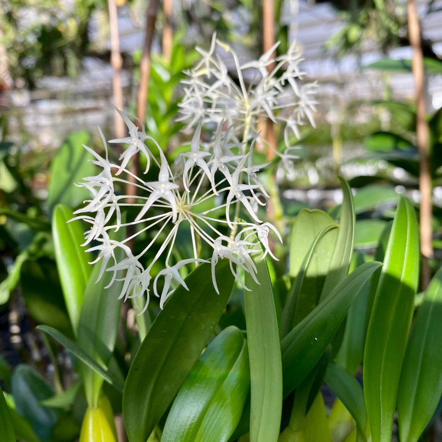 Bulbophyllum Laxiflorum Orchid Comes in 2" Pot - Aloha Hawaii Orchids