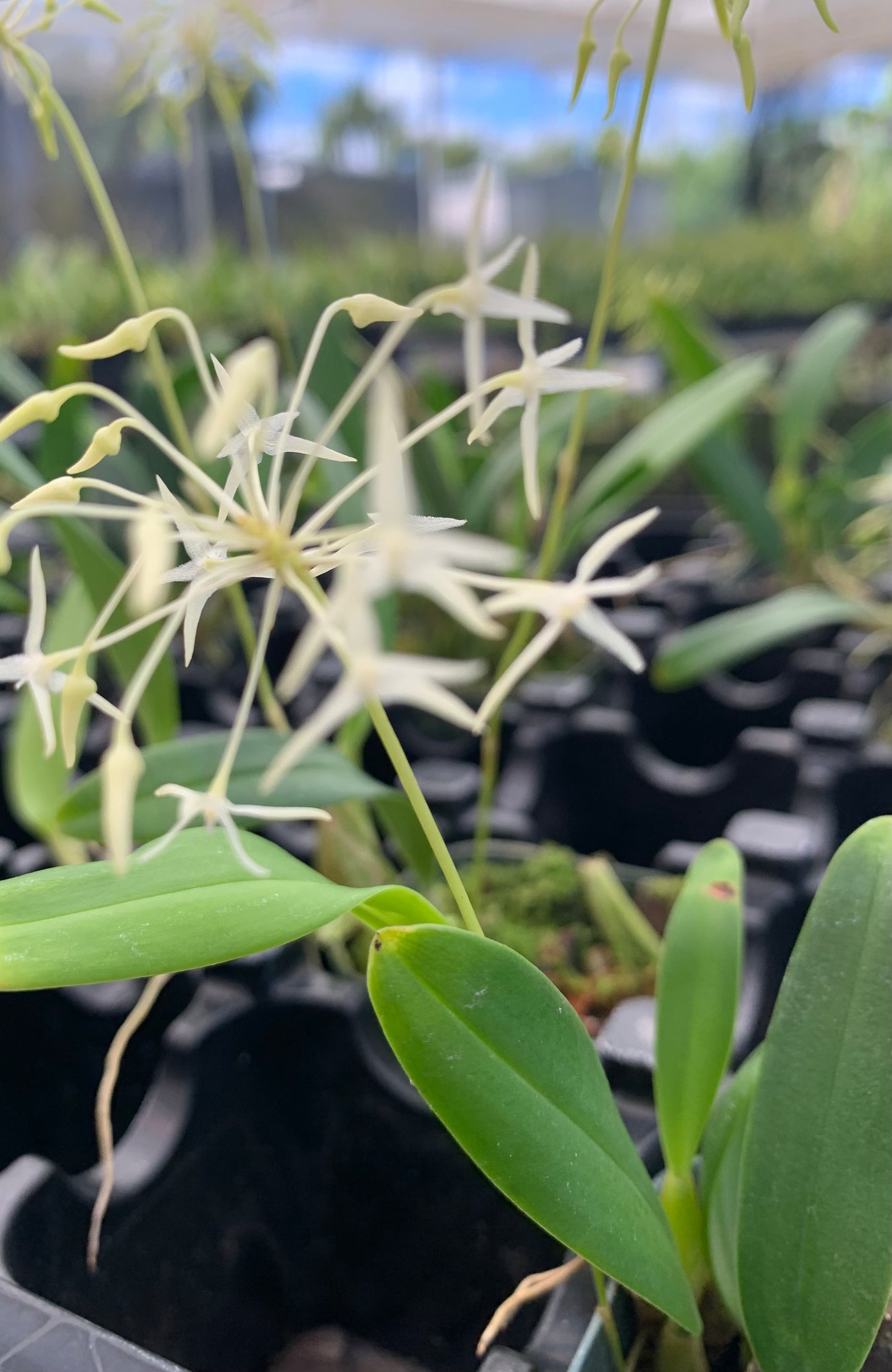 Bulbophyllum Laxiflorum Orchid Comes in 2" Pot - Aloha Hawaii Orchids
