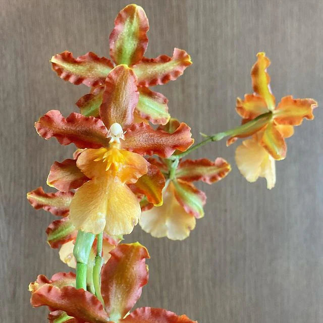 Odontocidium Catatante 'Kilauea Karma' Orchid Comes in 4" Pot - Aloha Hawaii Orchids