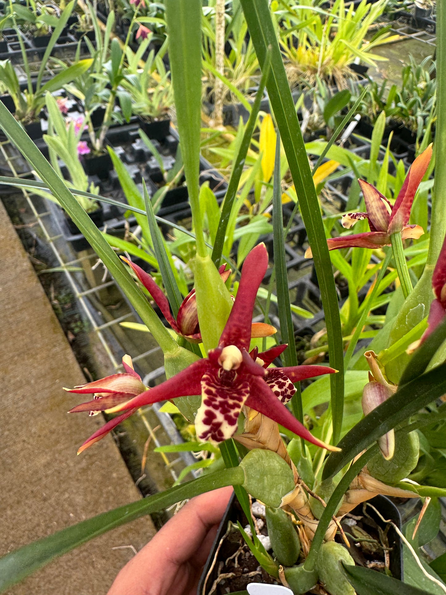 Coconut Orchid Maxillaria tenuifolia Fragrant plants Comes in 4" pot