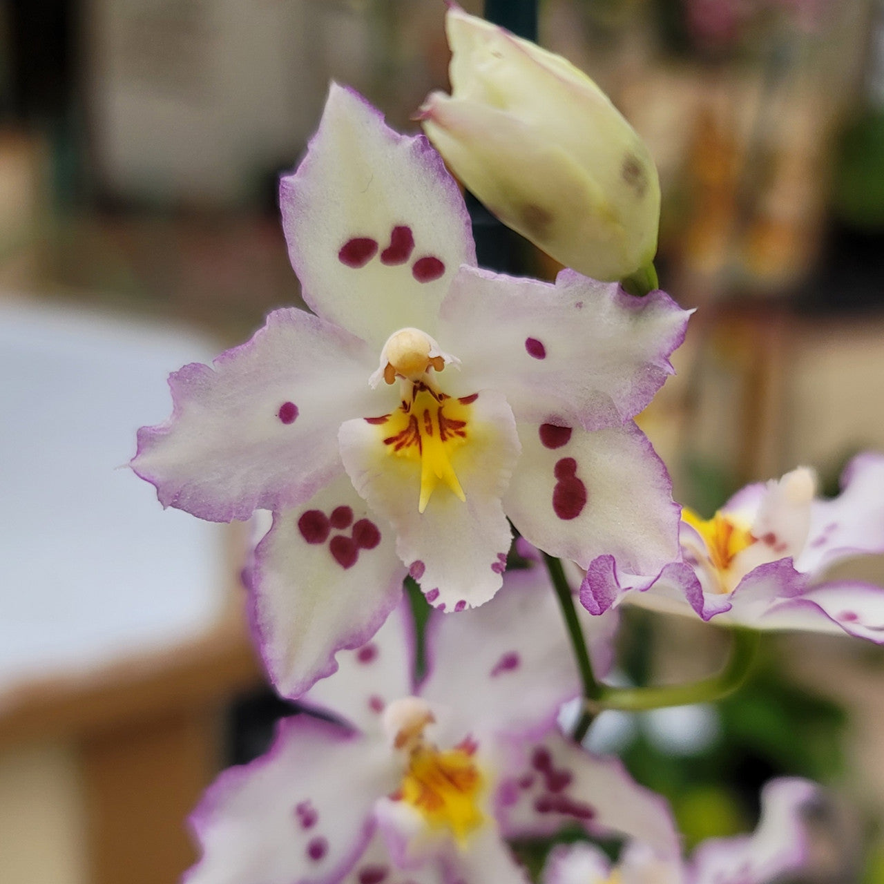Wilsonara Opalescent ‘On the Edge’ Orchid Comes in 4" Pot - Aloha Hawaii Orchids