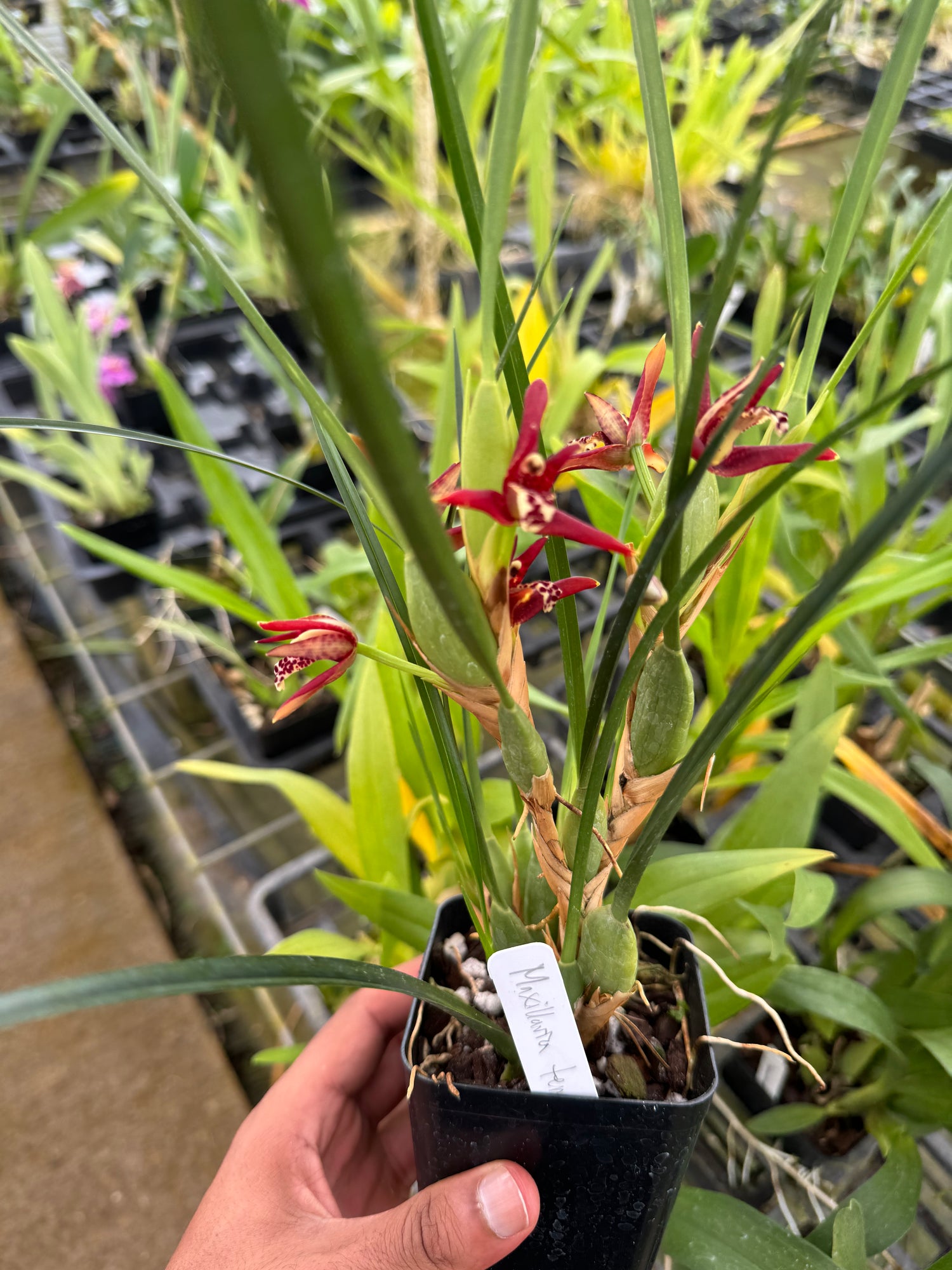 Coconut Orchid Maxillaria tenuifolia Fragrant Orchid Plants Comes in 4" pot - Aloha Hawaii Orchids