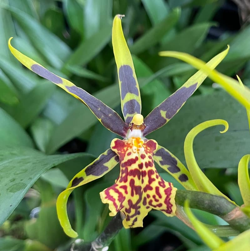 Brassocidostele Gilded Tower 'Mystic Maze' – Spider Orchid Hybrid