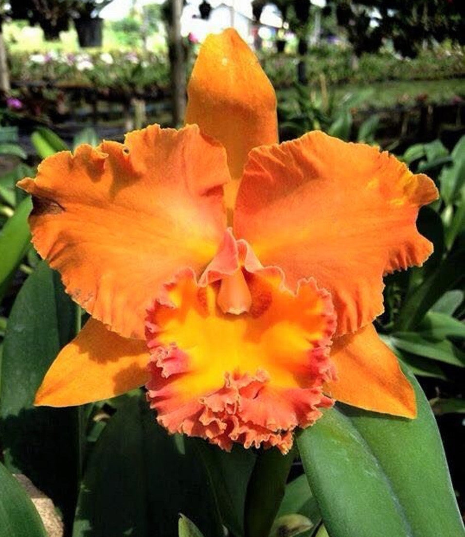 Rlc. Cattleya Suvarnabhumi Delight 'Salmon Queen' Fragrant Orchid Comes in 4" Pot - Aloha Hawaii Orchids