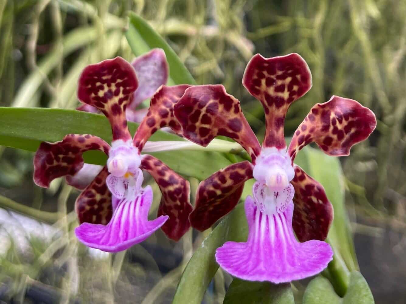 Papilionanda Paksorn Fragrance Hybrid – (V. merrillii x Batrum) x