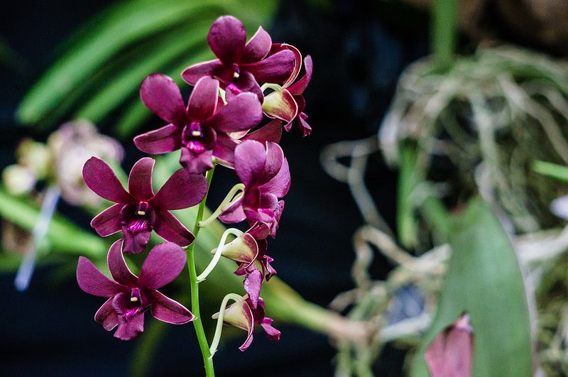 Den. Burana Sunday Orchid Comes in 4" Pot - Aloha Hawaii Orchids