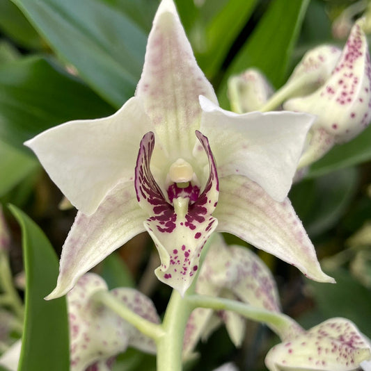 Dendrobium Roy Tokunaga Orchid – Live Dendrobium Orchid Plant, Blooming Size