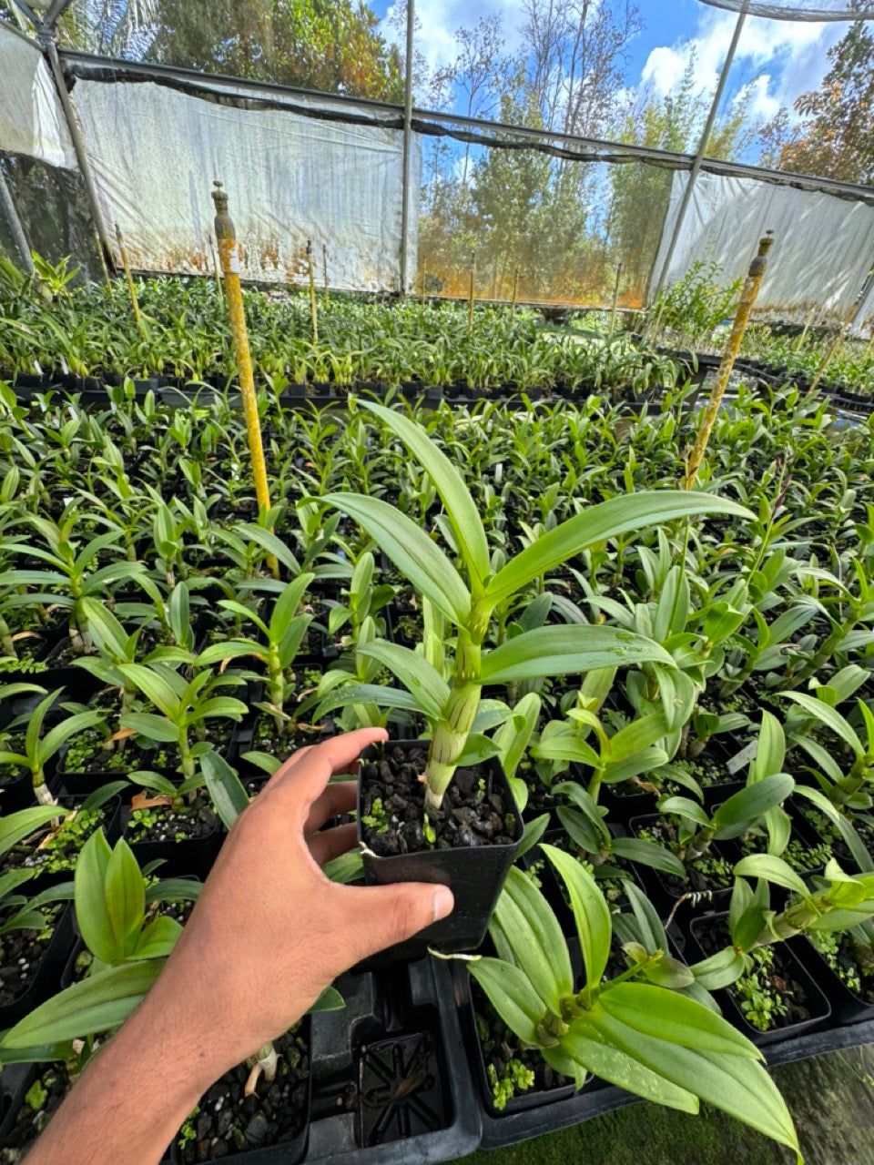 Dendrobium LD Red Comes in 4" Pot