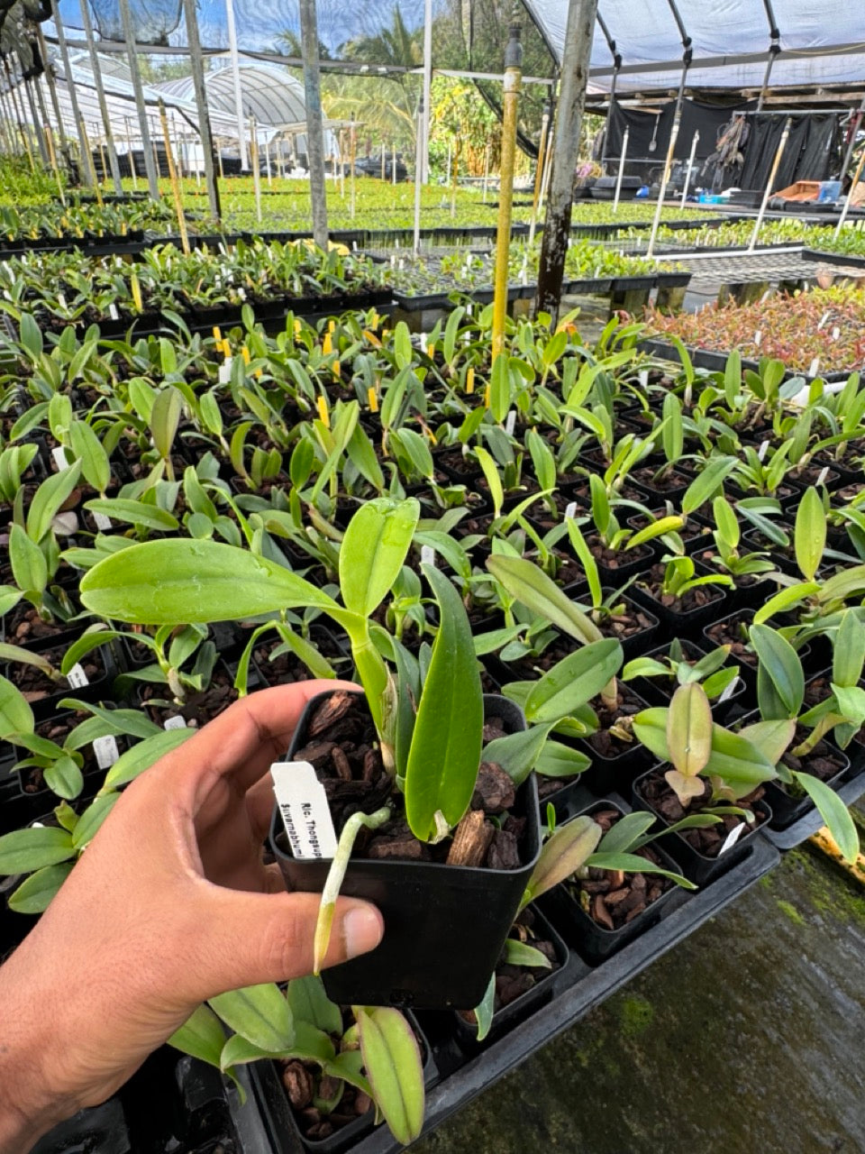 Cattleya Rlc Thongsuphan Gold x Rlc Suvarnabhumi Magic Comes in 4" Pot
