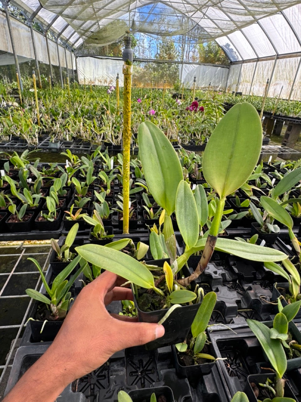 Rlc Siam Magic Cattaleya Orchid 4" Pot - Aloha Hawaii Orchids