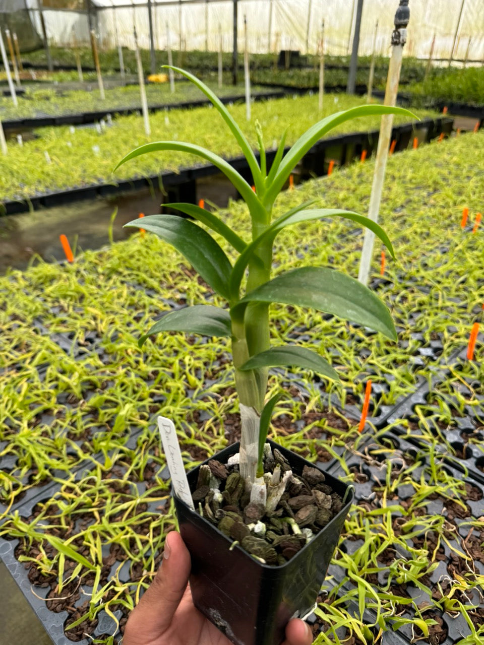 Dendrobium Genting Red Comes in 4" Pot