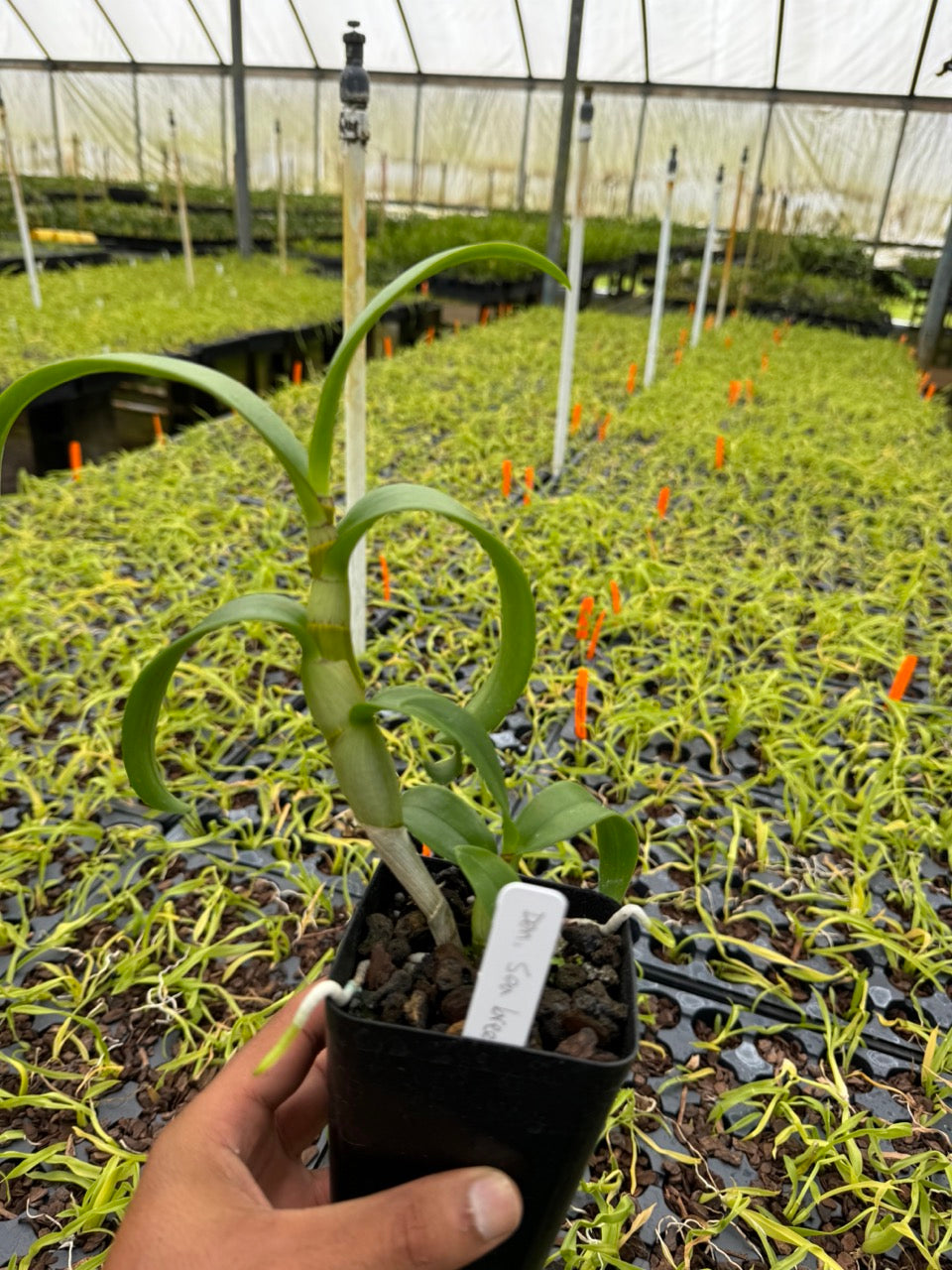 Dendrobium Sea Breeze Comes in 4" Pot