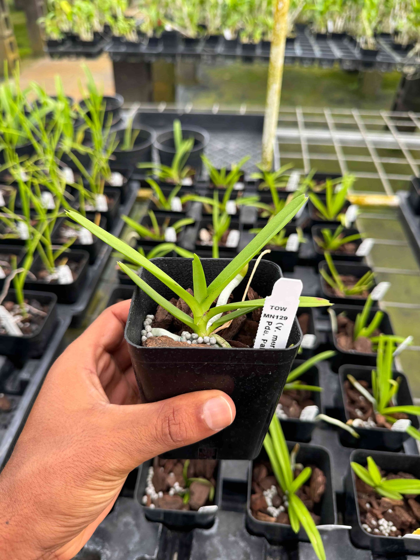 Papilionanda Paksorn Fragrance Hybrid – (V. merrillii x Batrum) x Pda. Paksorn – Rare, Fragrant Vanda-Type Orchid – Hawai‘i Grown