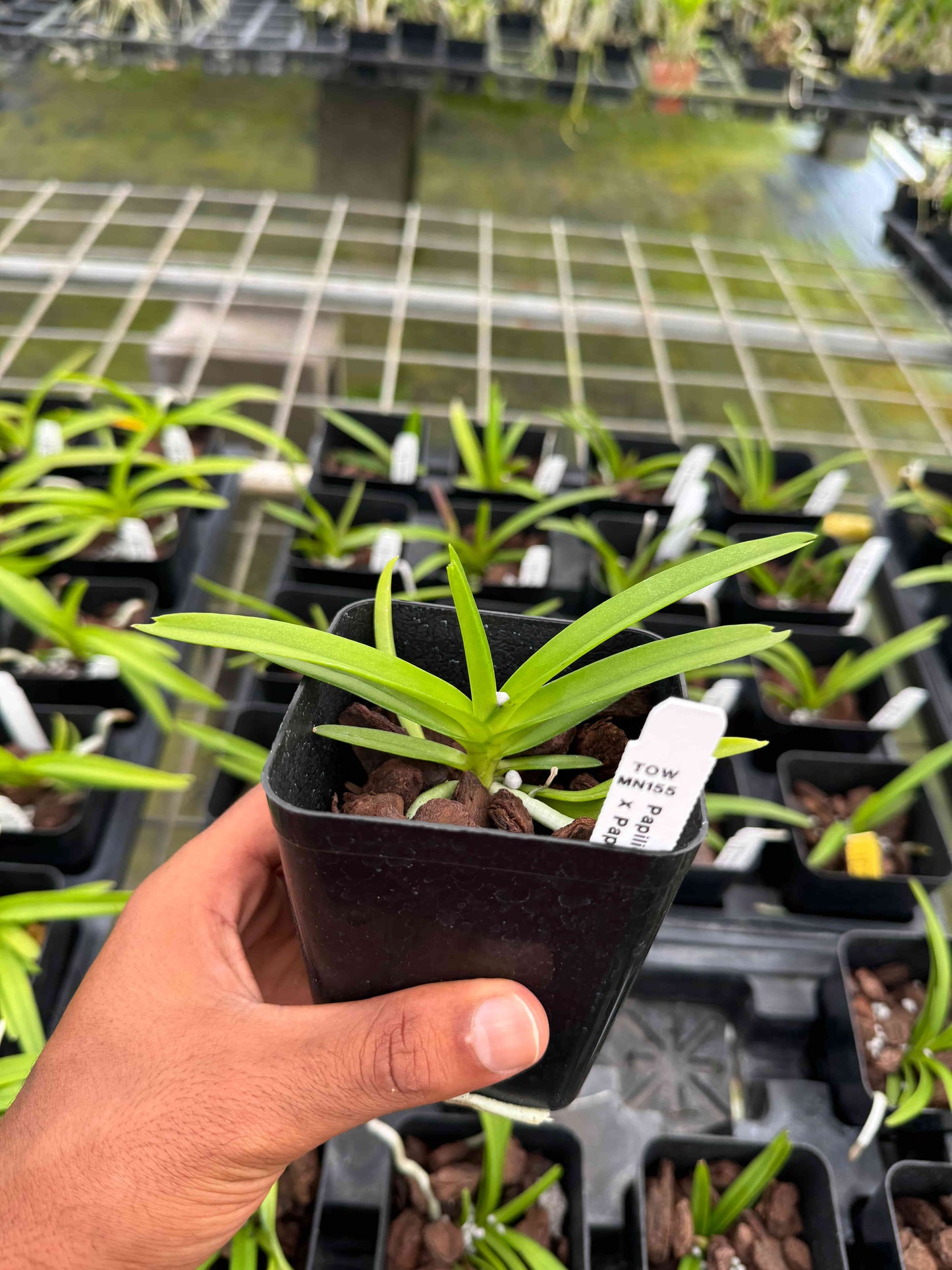 Papilionanda Yunnan Smile × Kyra Green – Fragrant Vanda-Type Orchid – Rare Hybrid – Hawai‘i Grown Orchid Plant