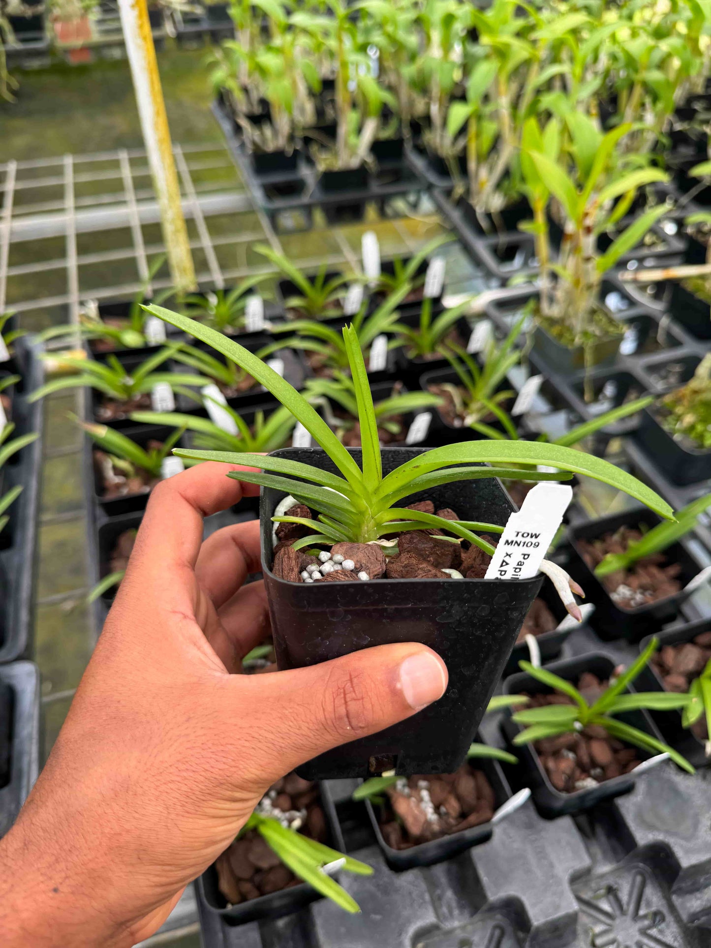 Papilionanda Kyra Green × Paksorn Fragrance – Fragrant Vanda-Type Orchid – Exotic Hybrid – Hawai‘i Grown Orchid Plant- Come in 4" Pot