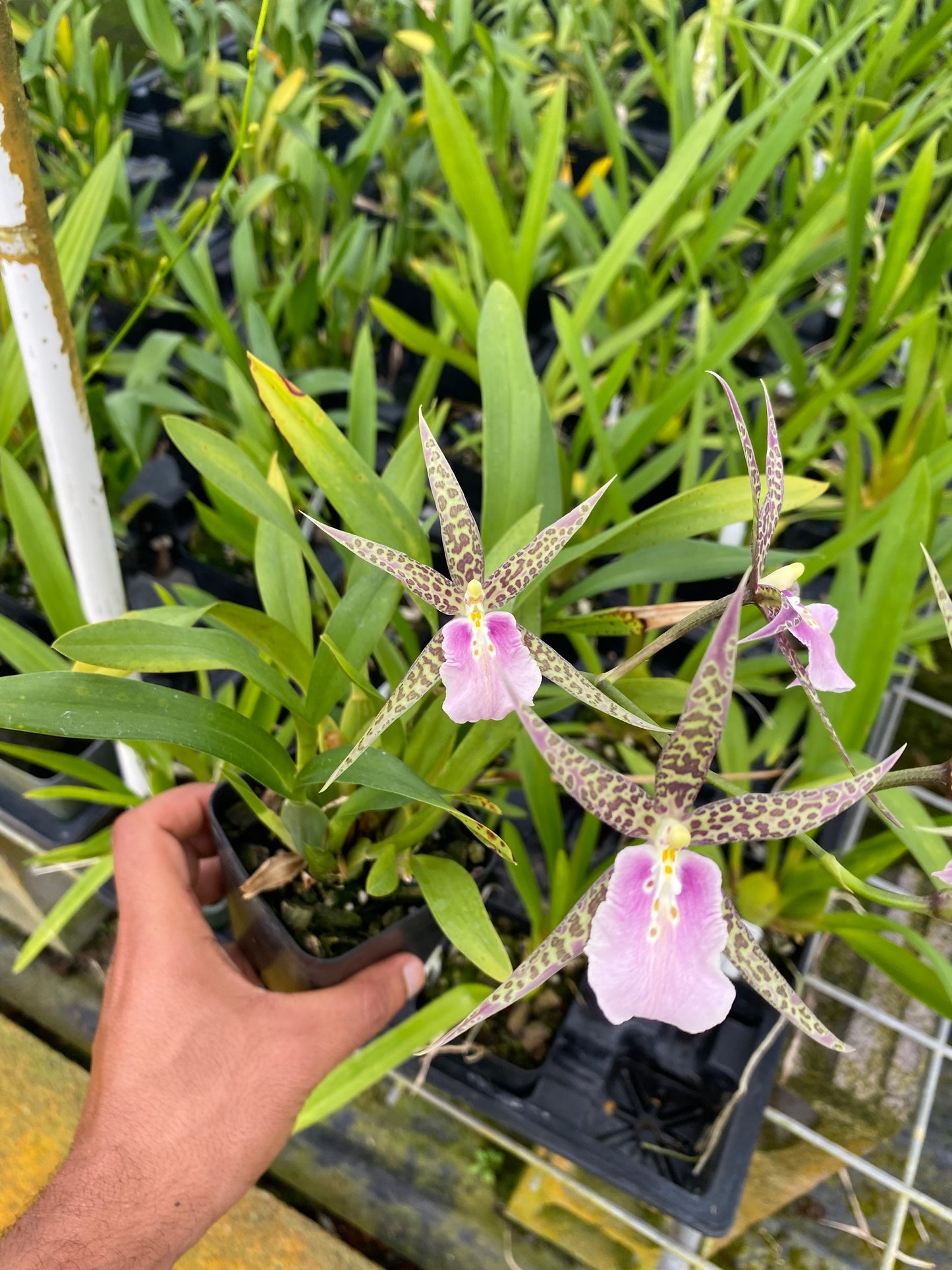 Miltassia C.M. Fitch ‘Izumi’ – Exotic Spider Orchid - Aloha Hawaii Orchids