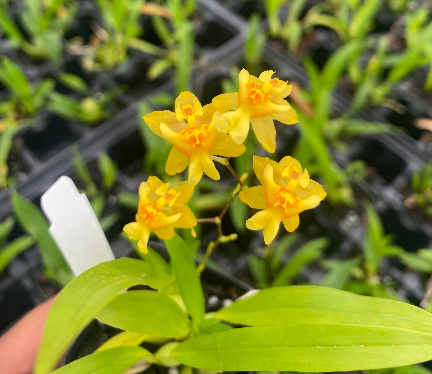 Oncidium Twinkle 'Yellow Bird' 2" Orchid pot Fragrant Orchid From Hawaii - Aloha Hawaii Orchids