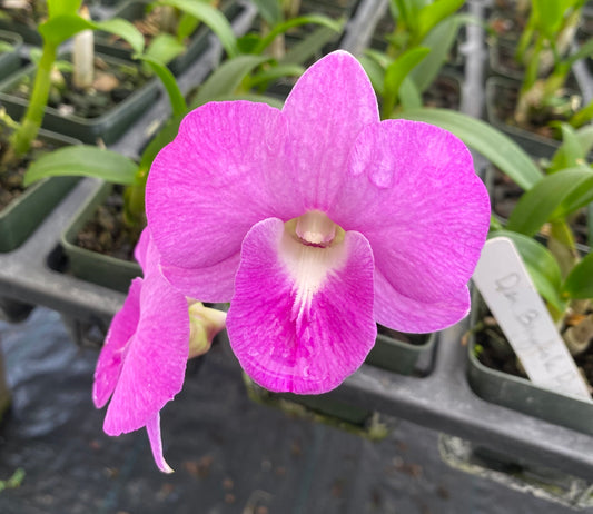 Dendrobium Bangkok Pink Orchid Comes in 4" Pot - Aloha Hawaii Orchids