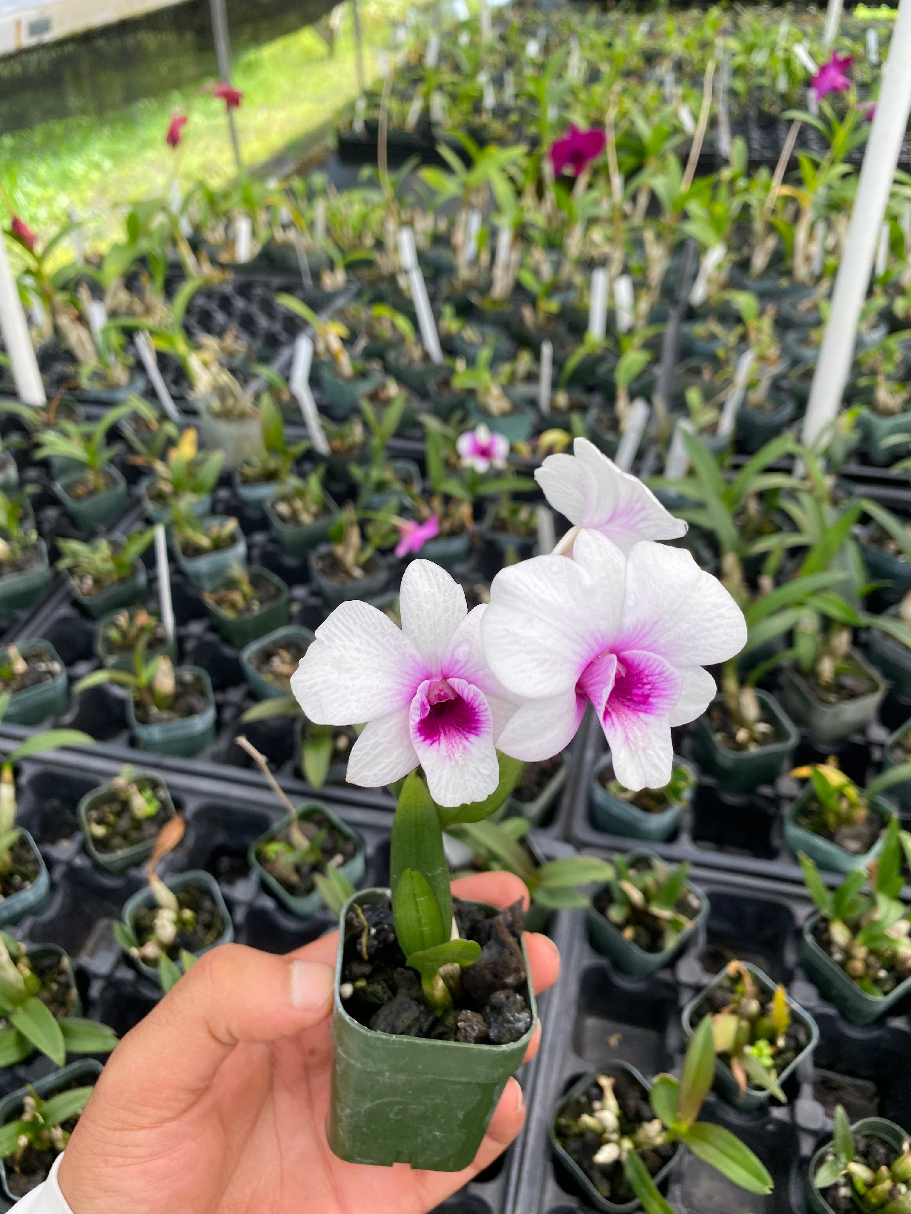 Dendrobium Jasmine Orchid Comes in 2