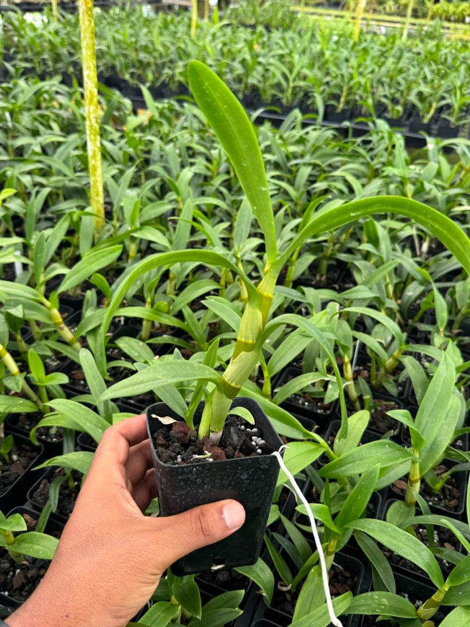 Dendrobium Jaquelyn Thomas ‘Uniwai Mist’ Orchid – White Dendrobium Plant