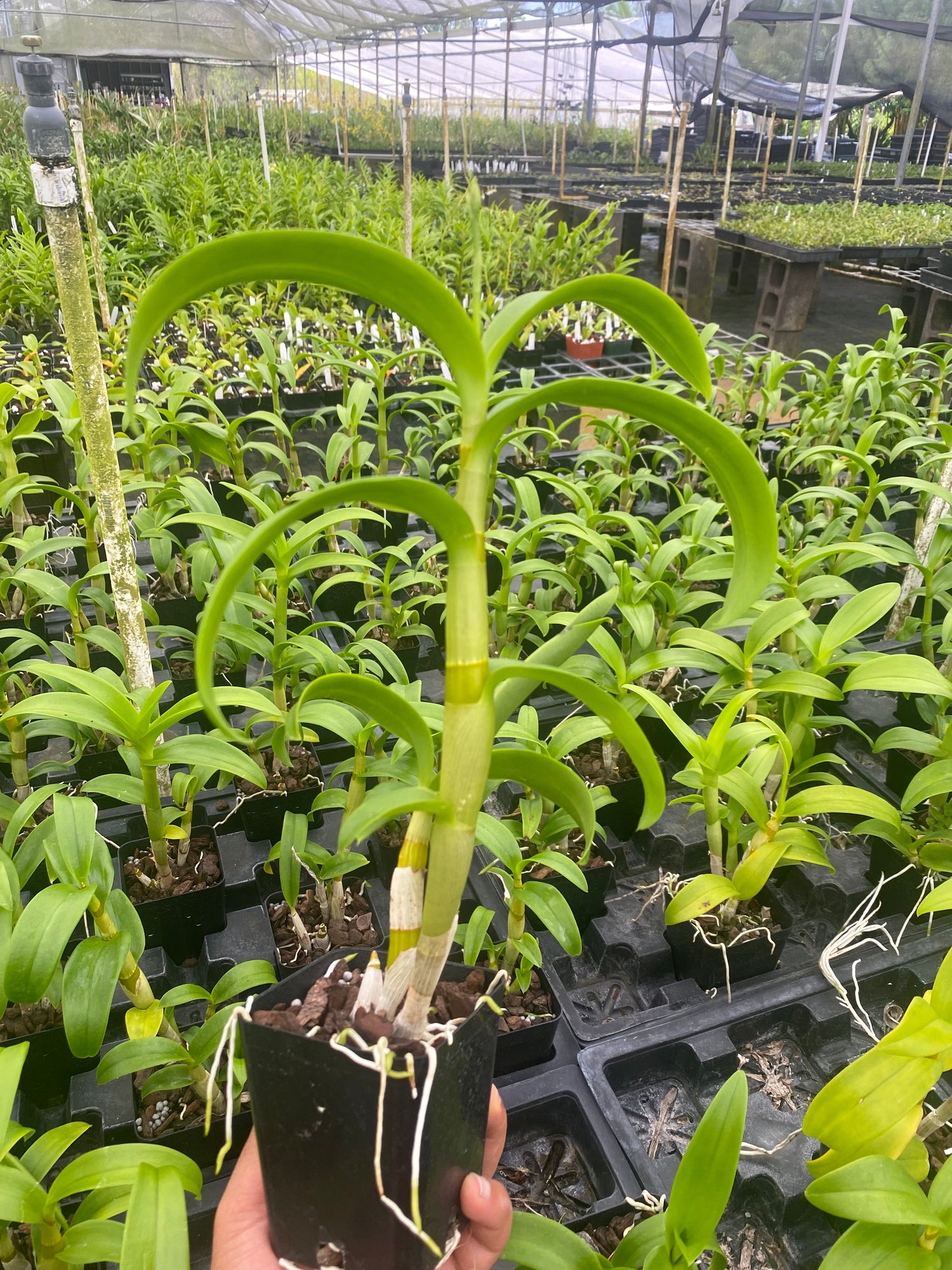 Dendrobium Aridang Green Orchid 4" Pot Blooming size - Aloha Hawaii Orchids