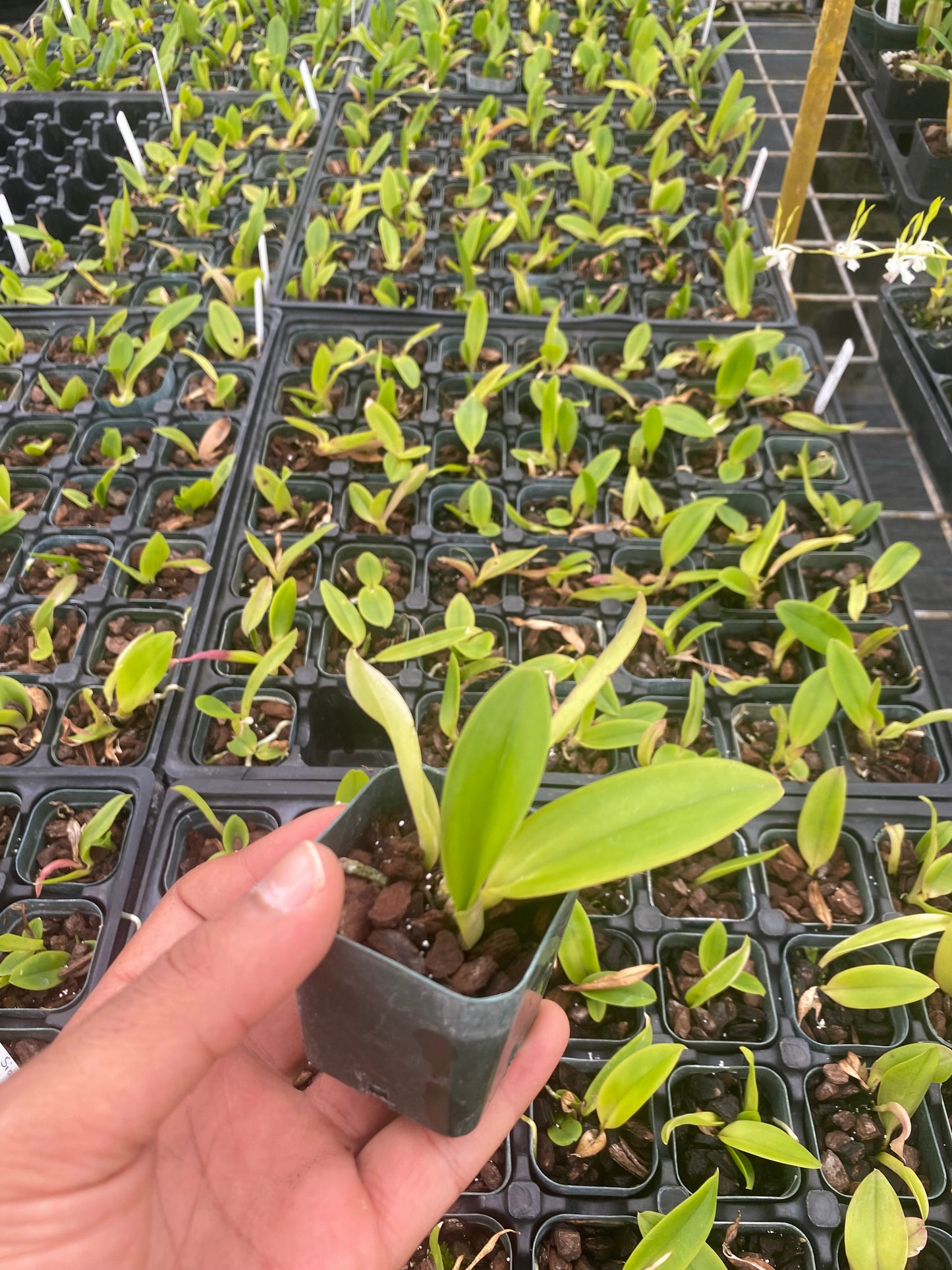 Rlc Siam Magic Cattaleya 2" Pot