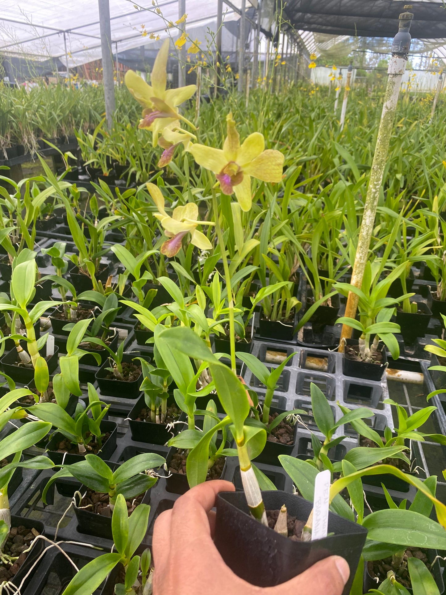 Dendrobium Thongchai Gold x Burana White Orchid - Aloha Hawaii Orchids