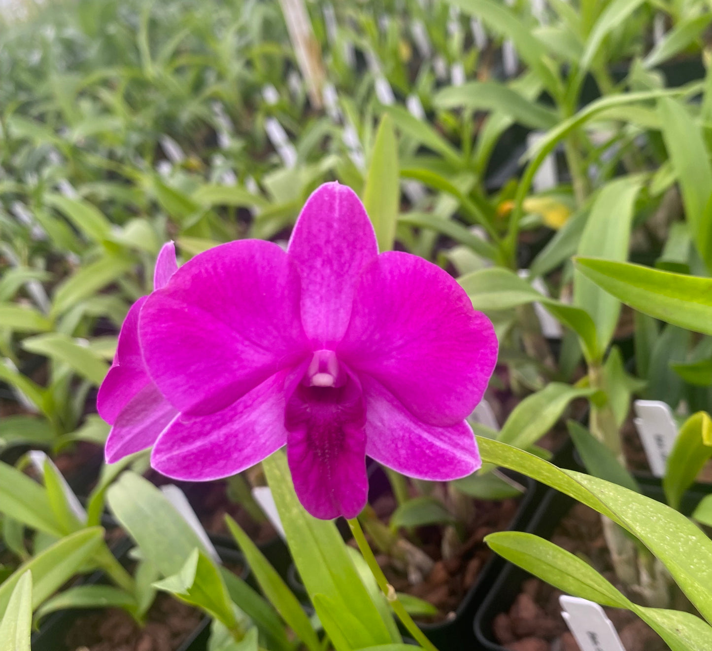 Dendrobium Compactum Orchid comes in 4" Pot from Hawaii - Aloha Hawaii Orchids