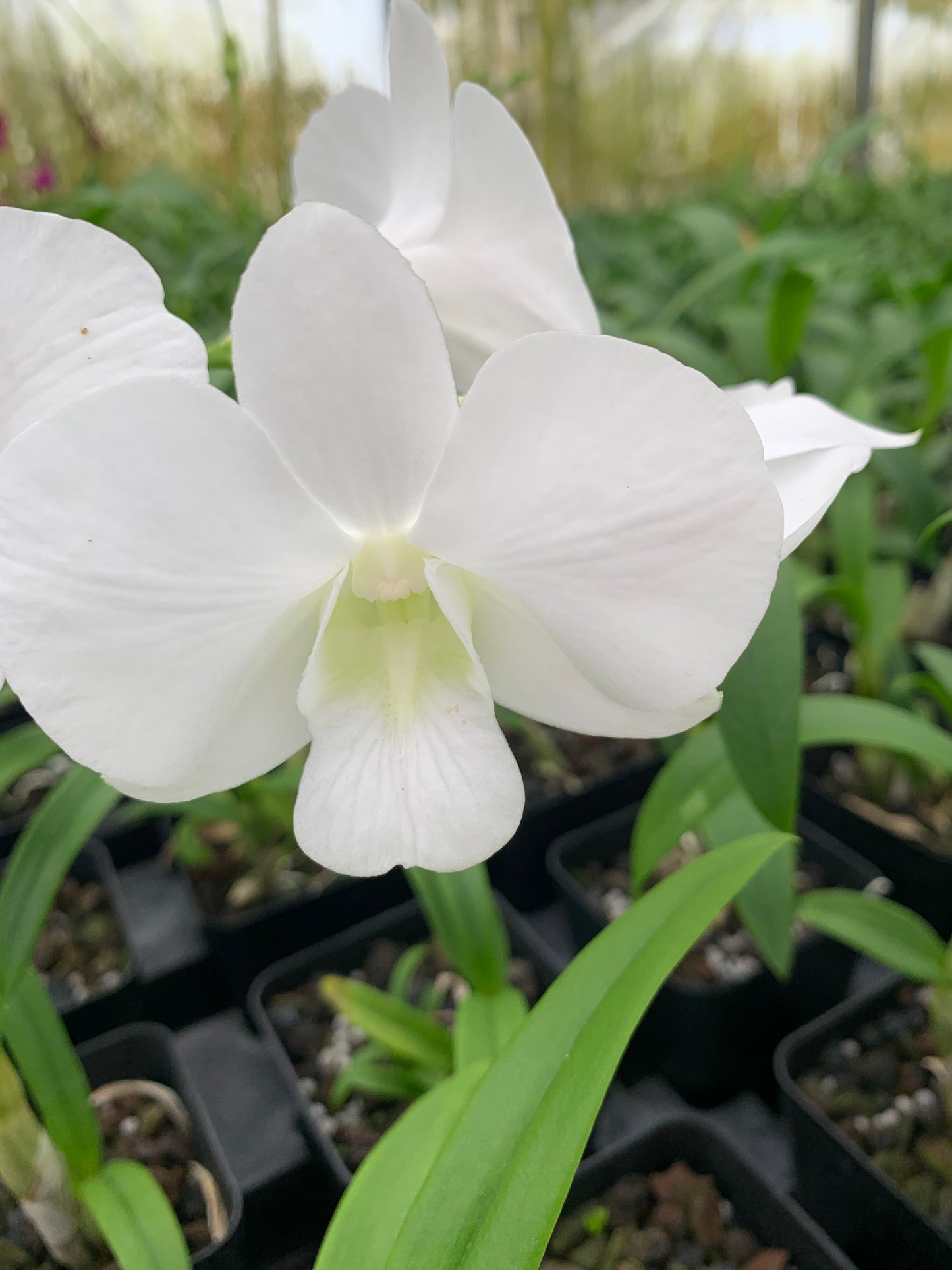 Dendrobium Emma Burana White Orchid Comes in 4" Pot - Aloha Hawaii Orchids