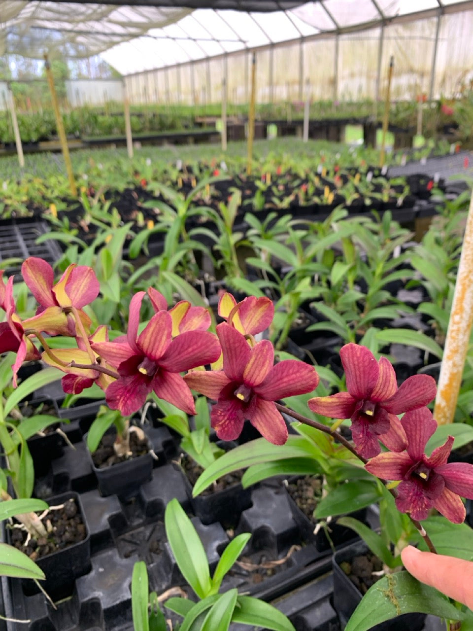 ばらエレガント4 Dendrobium Burana 'Emerald' Orchid Comes in 4