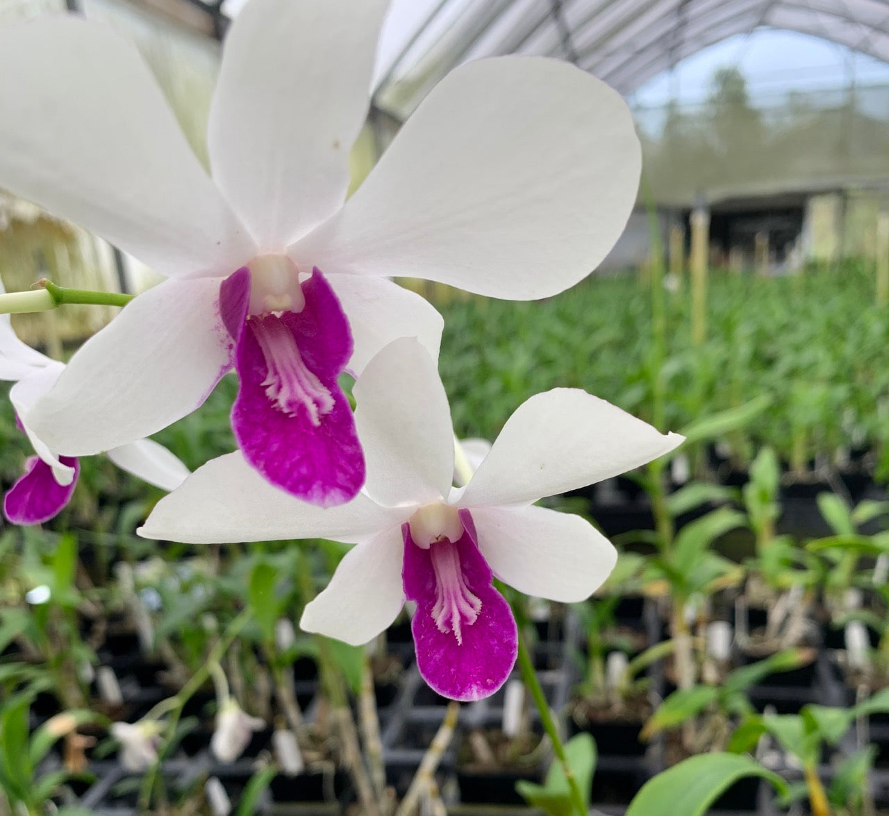 Dendrobium Burana Charming Orchid Comes in 4