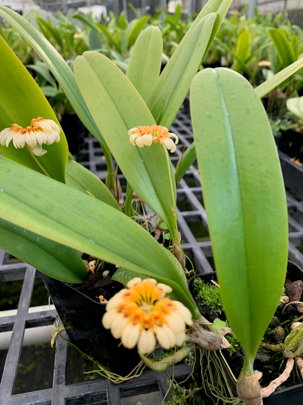 hawaiian orchid plant Bulb Cirrhopetalum Auratum Orchid Plant 4