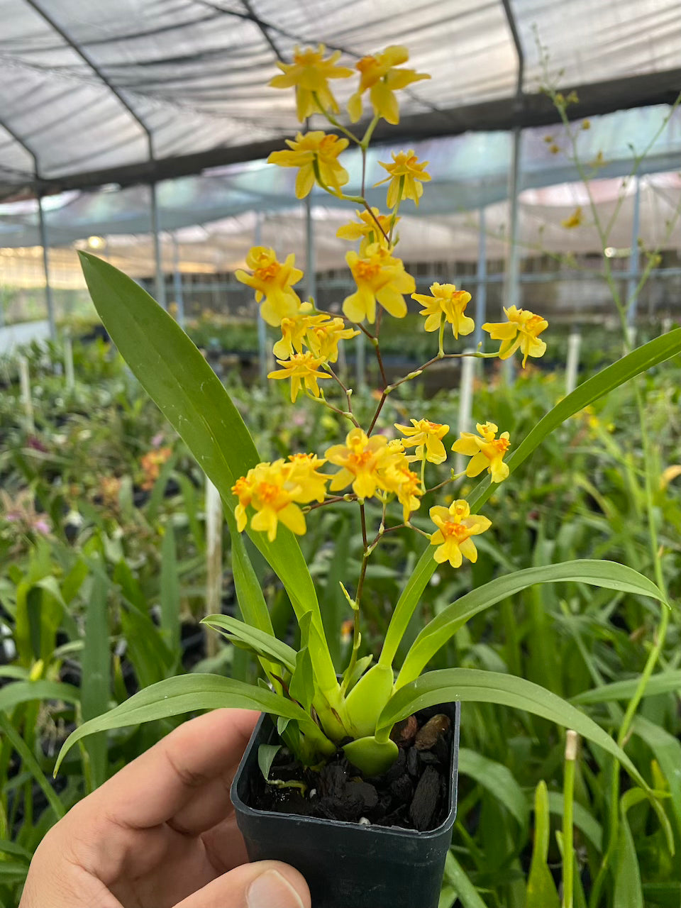 Oncidium Twinkle 'Yellow Bird' 2" Orchid pot Fragrant Orchid From Hawaii - Aloha Hawaii Orchids