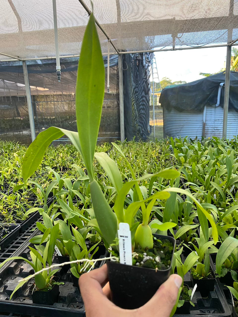 Miltassia Phoenix Rising ‘White Light’ Orchid Comes in 4" Pot - Aloha Hawaii Orchids