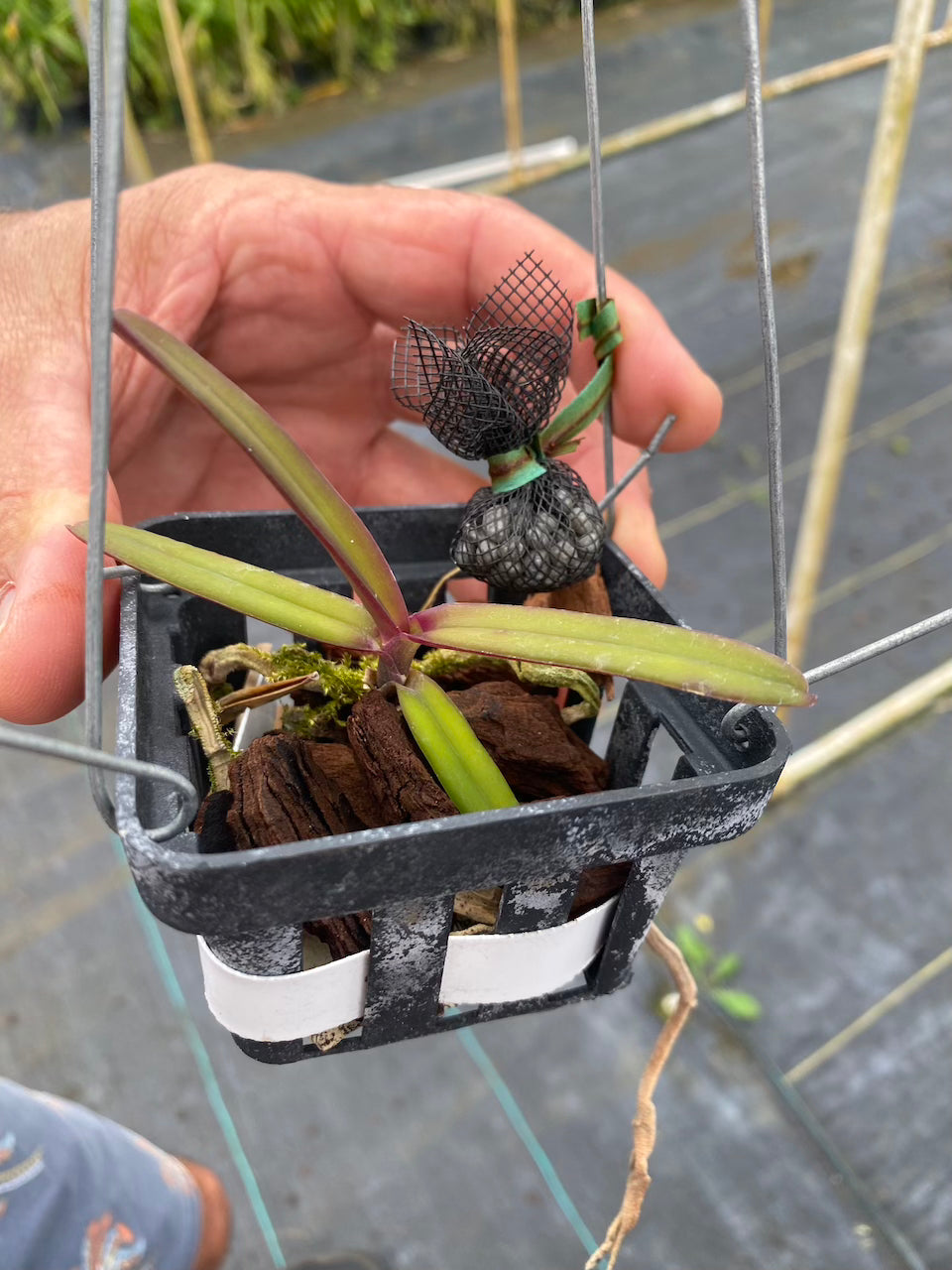 Renanthera Monachica Orchid - Aloha Hawaii Orchids