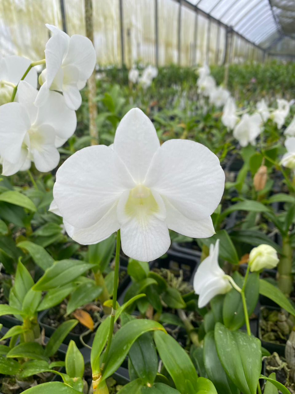 Dendrobium Burana White Orchid Comes in 4" Pot - Aloha Hawaii Orchids