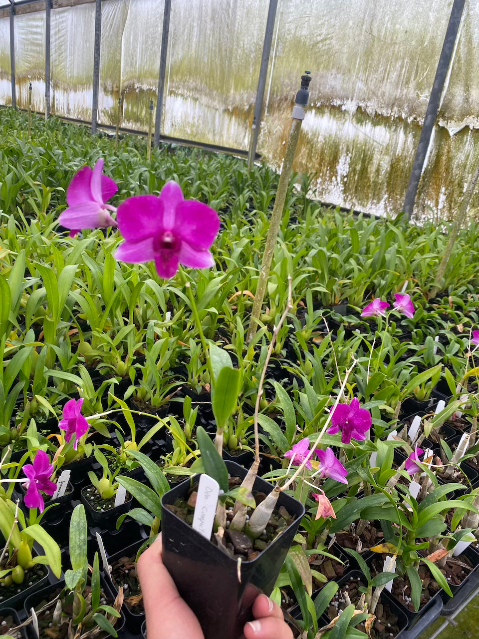 Dendrobium Compactum Orchid comes in 4" Pot from Hawaii - Aloha Hawaii Orchids