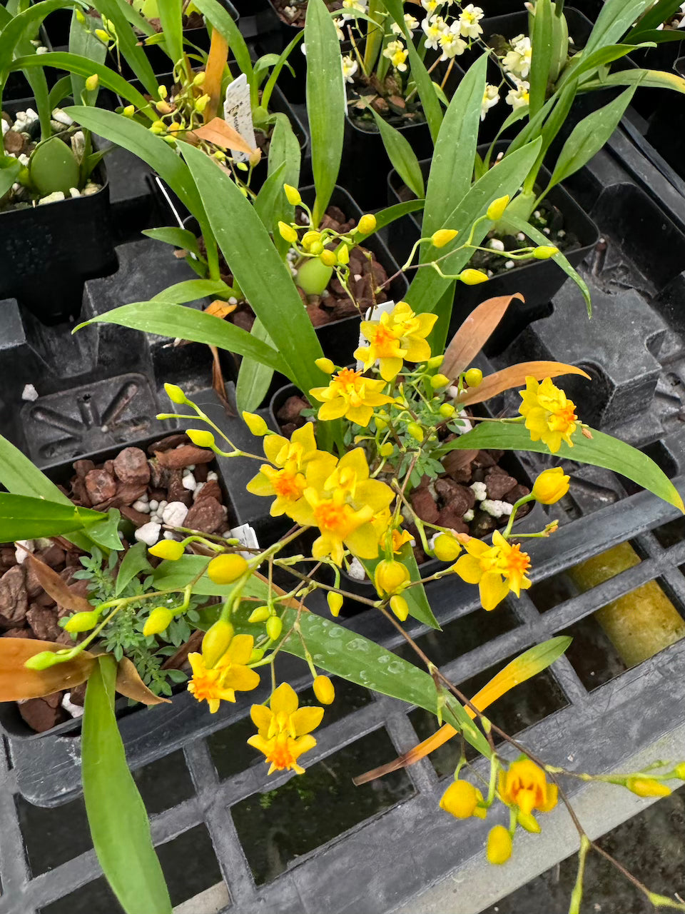 Oncidium Twinkle 'Yellow Bird' 2" pot Fragrant Orchid From Hawaii