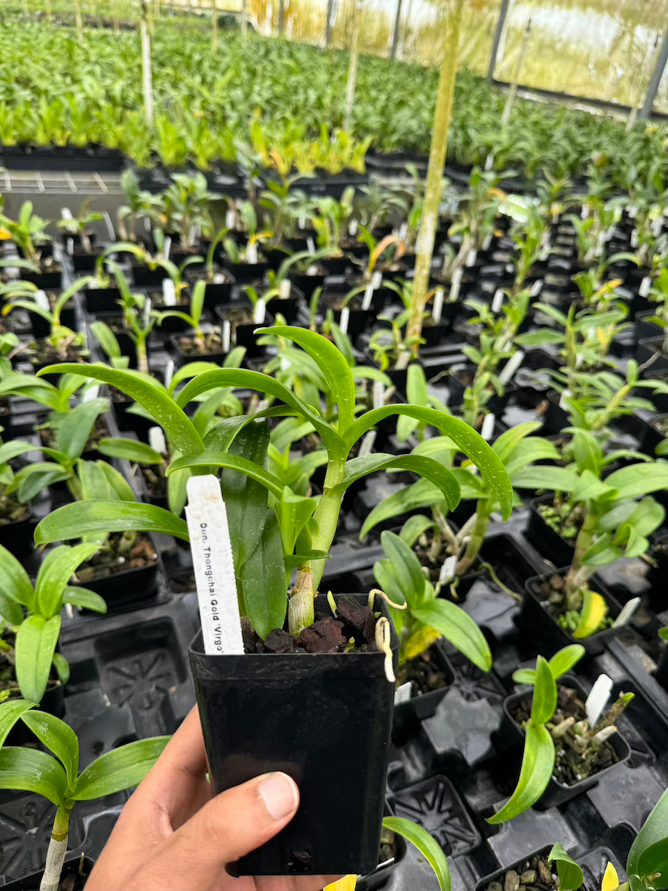 Dendrobium Thongchai Gold 'Viroj' Comes in 4" Pot