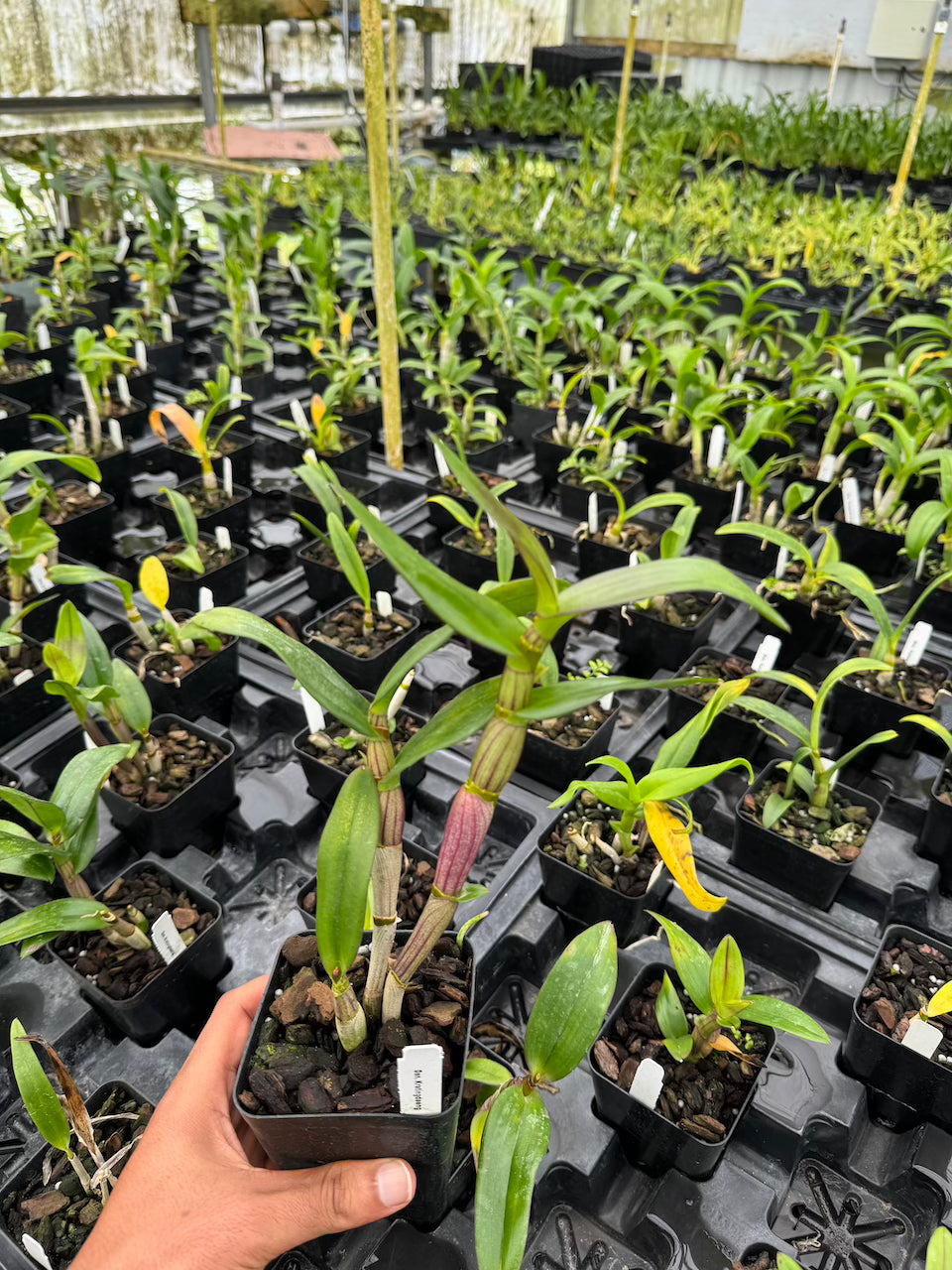 Dendrobium Kratingdaeng Orchid Comes in 4" Pot - Aloha Hawaii Orchids