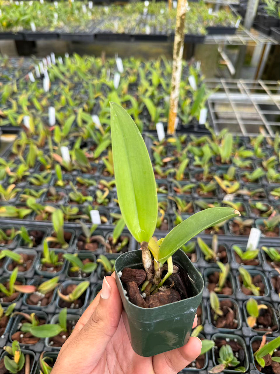 Cattleya Alliance "Rlc. Haadyai Delight X Lc. Loog Tone x Rlc Thongsupan" Orchid Comes in 4" pot - Aloha Hawaii Orchids