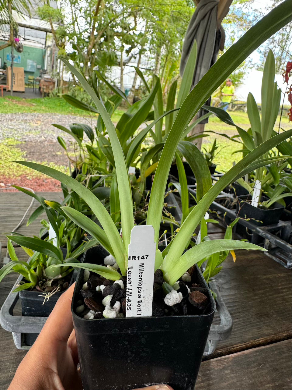 Orchid Miltoniopsis Bert Field 'Leash' Orchid Live plants - Aloha Hawaii Orchids