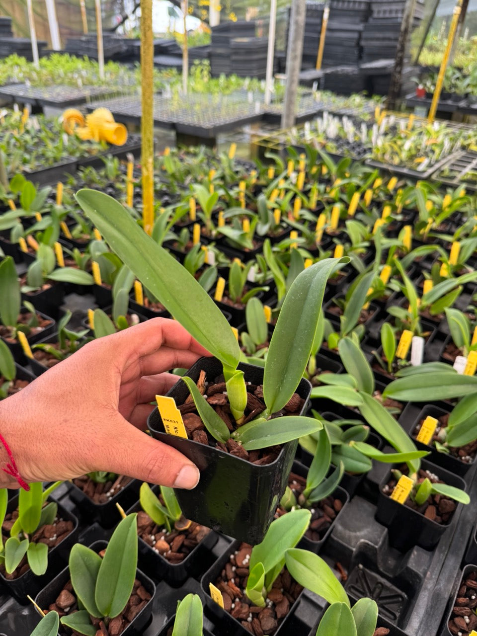 Cattleya Rlc Chomthong Fancy x Rlc Madame Edith Bongo Fragrant Comes in 4" Pot