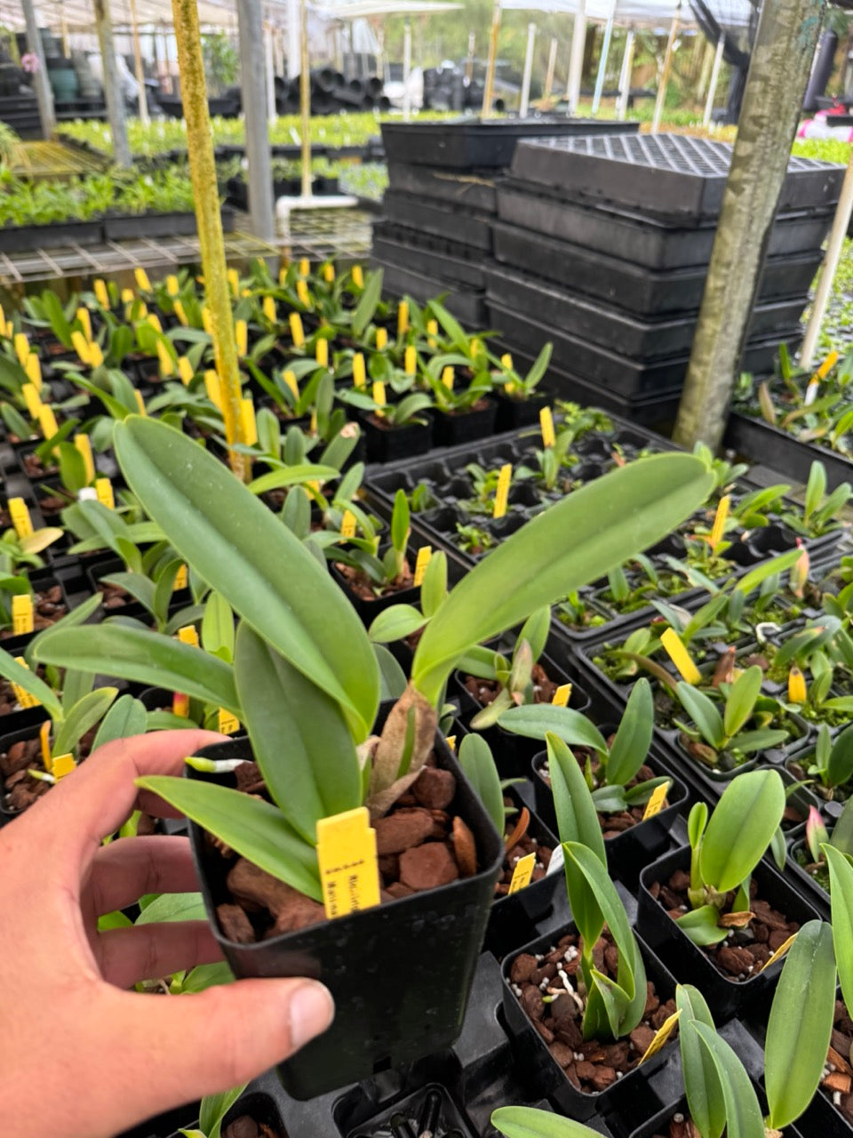 Cattleya Griprathum Pink X Mahina Yahiro Comes in 4" Pot