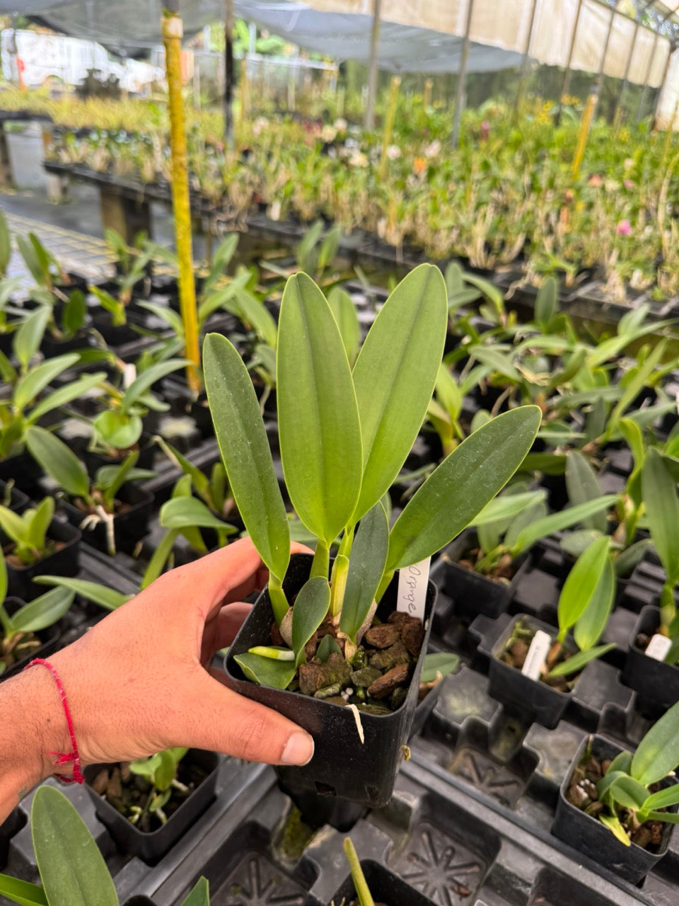 Rlc. Orange Diamond ‘Throat of Gold’ Orchid Comes in 4" Pot - Aloha Hawaii Orchids