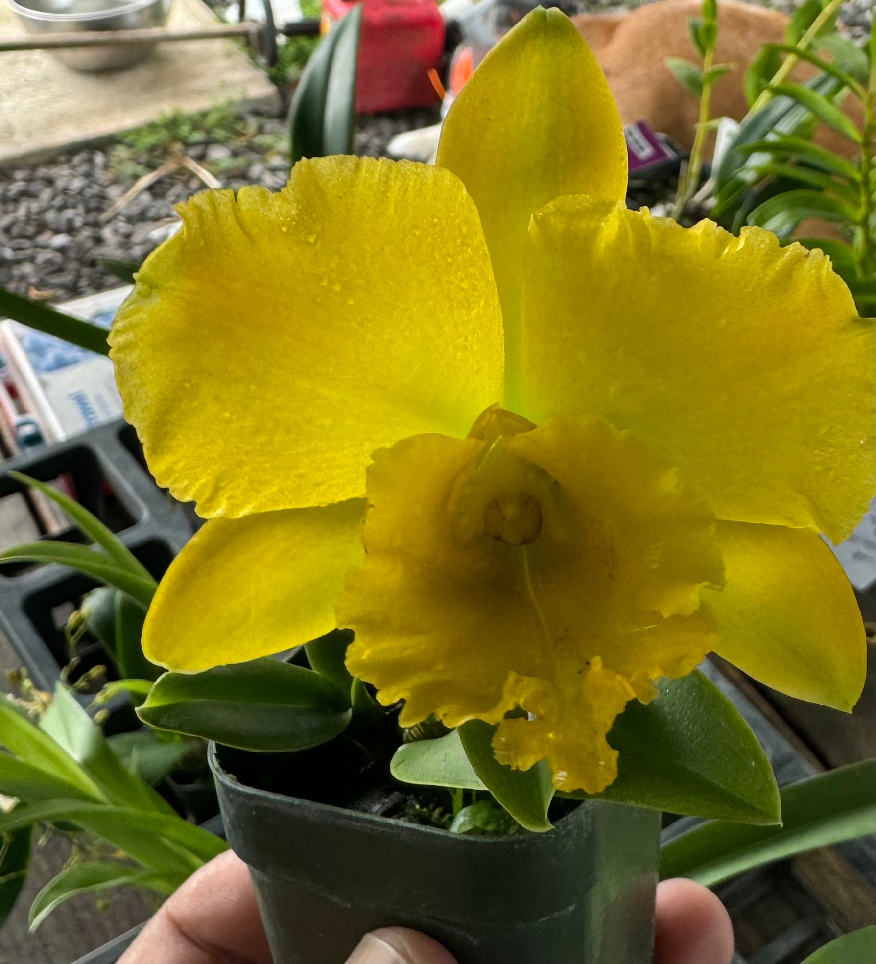 Cattleya Alliance 