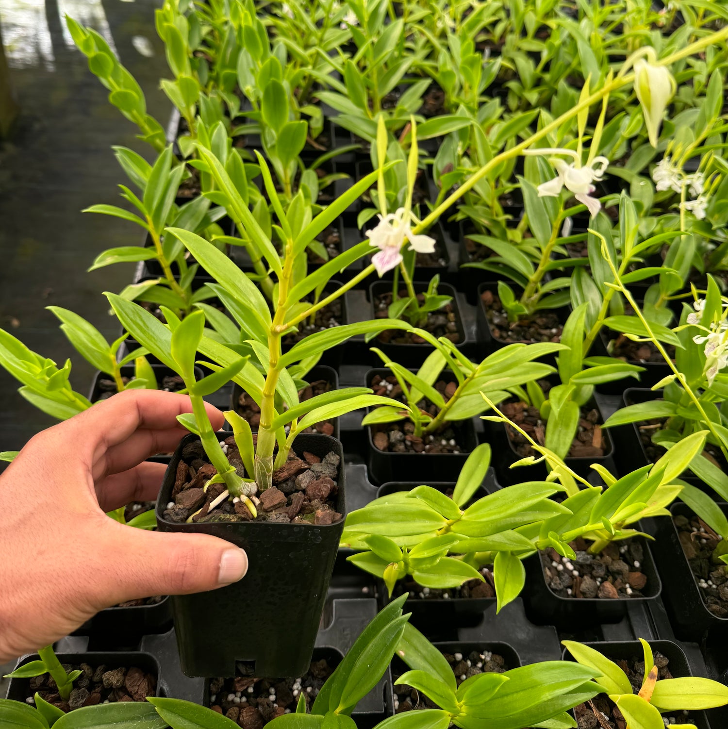 Orchid Dendrobium Antennatum Antelope New Guinea Spikes Fragrant Scent 4" Pot Orchid - Aloha Hawaii Orchids