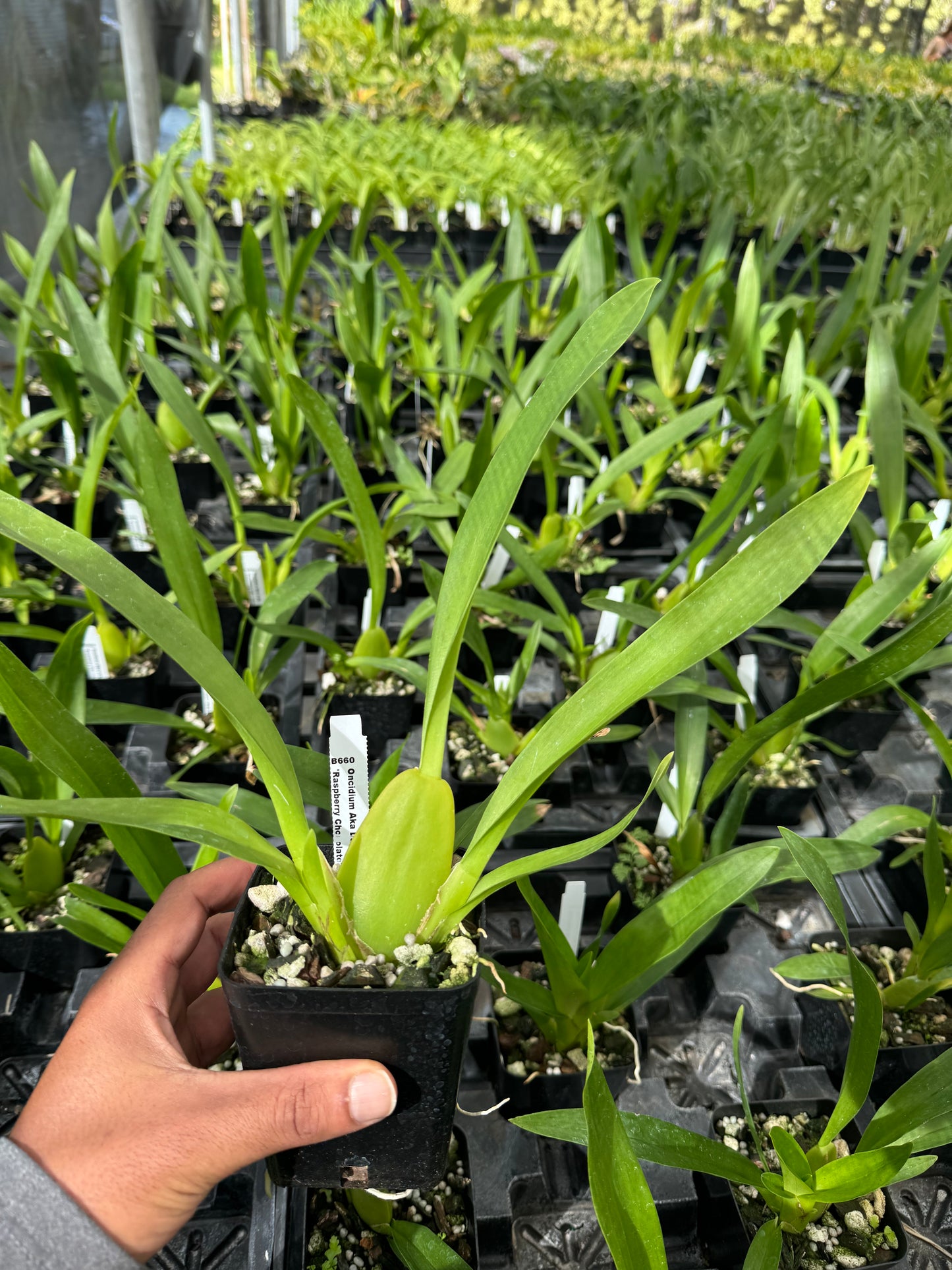 Oncidium Aka Baby 'Raspberry Chocolate' Orchid Comes in 4" Pot - Aloha Hawaii Orchids