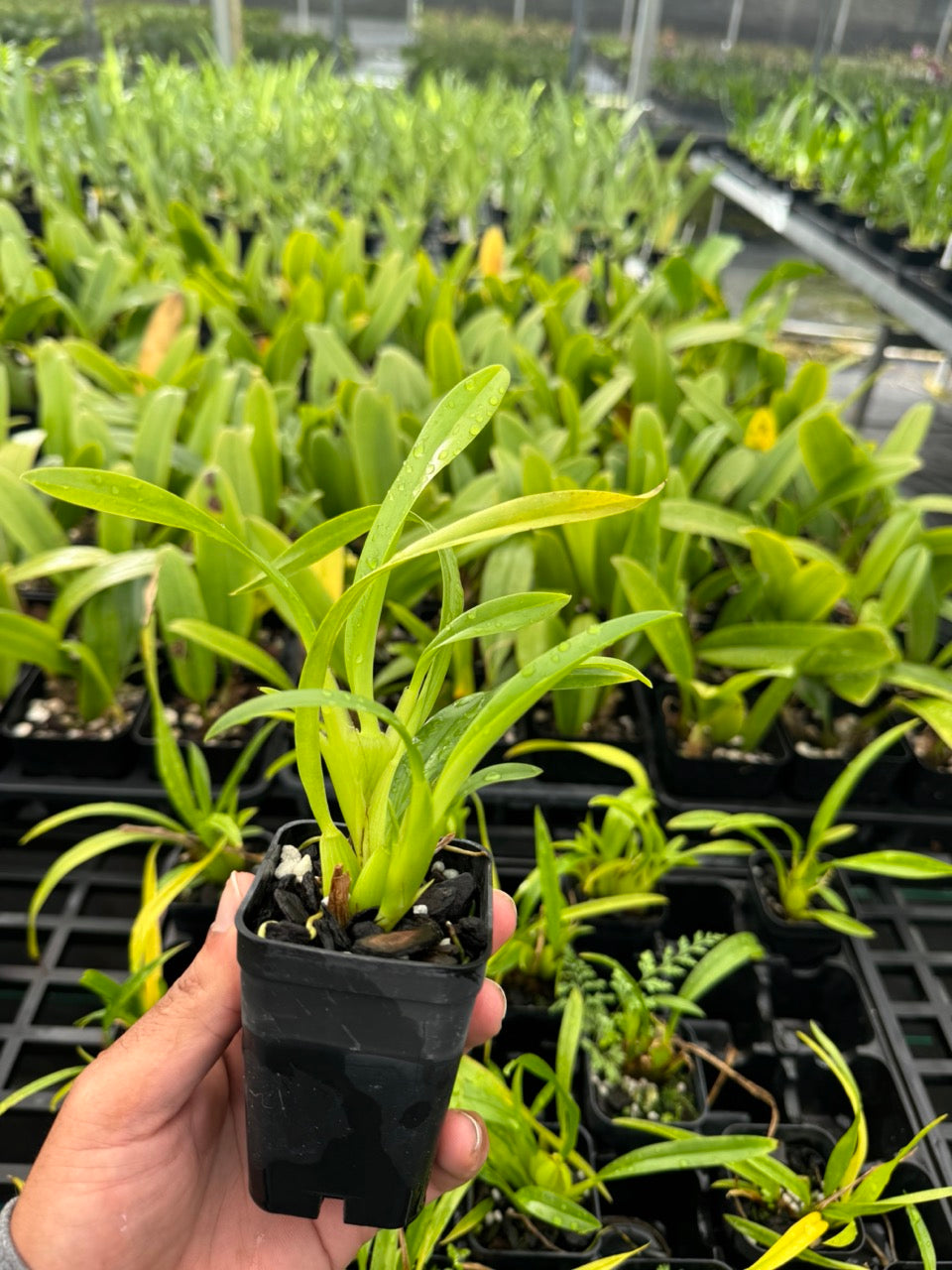Cischweinfia Sheehaniae Fragrant Orchid from hawaii